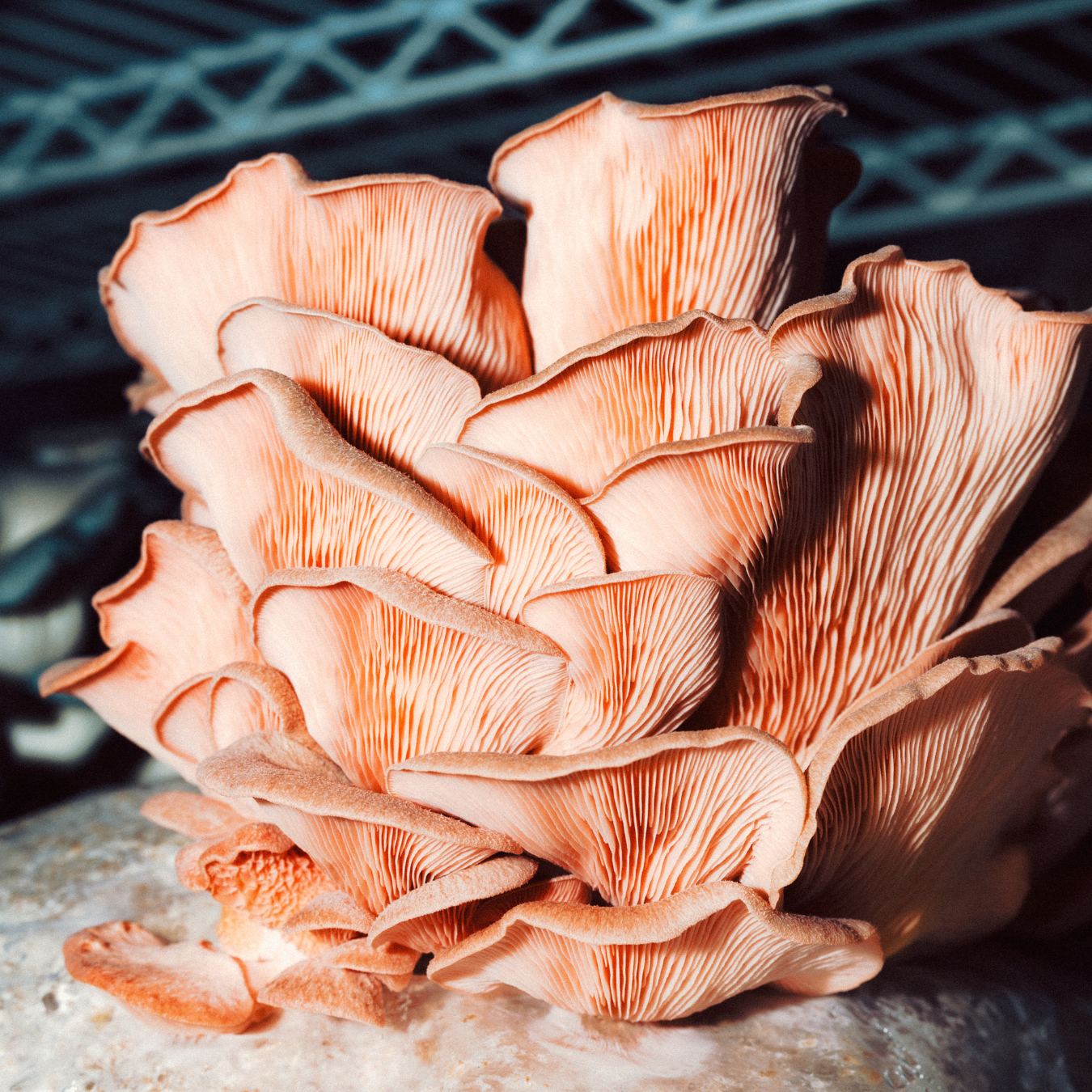 Fresh Pink Oyster Mushrooms