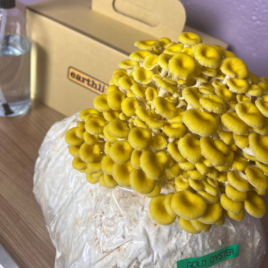 Mega Block Mushroom Grow Kit