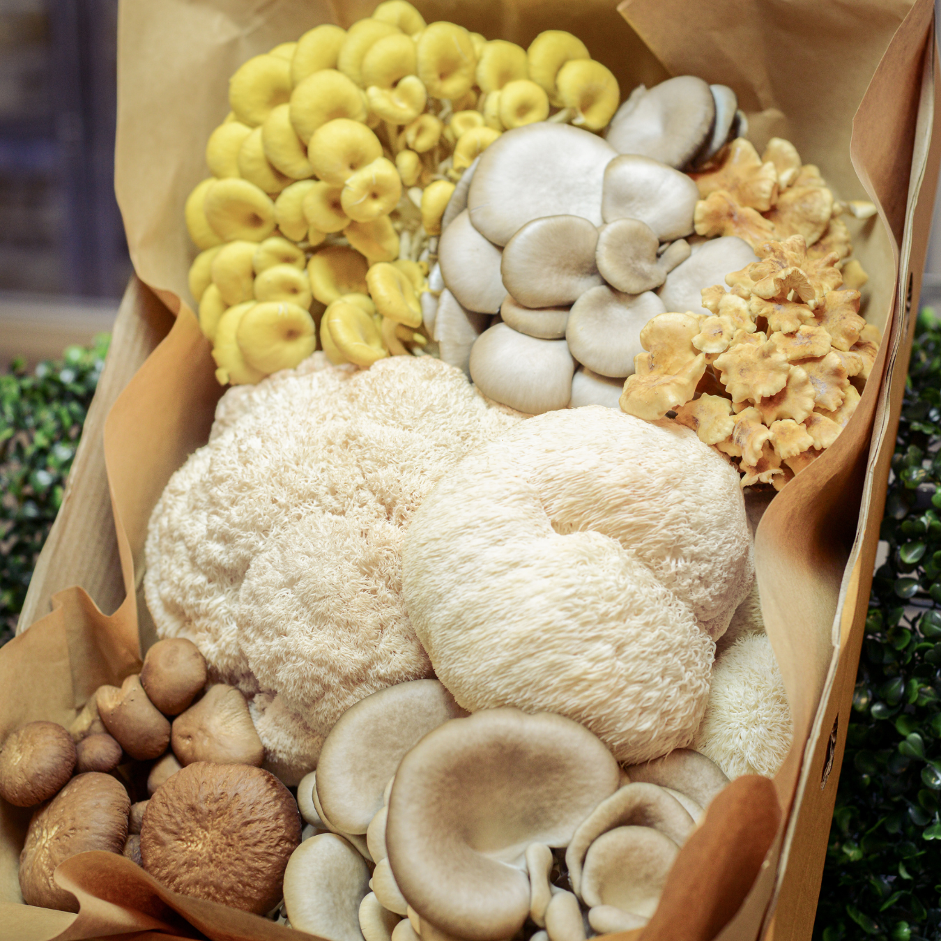 Grower's Choice Mixed Mushroom Box