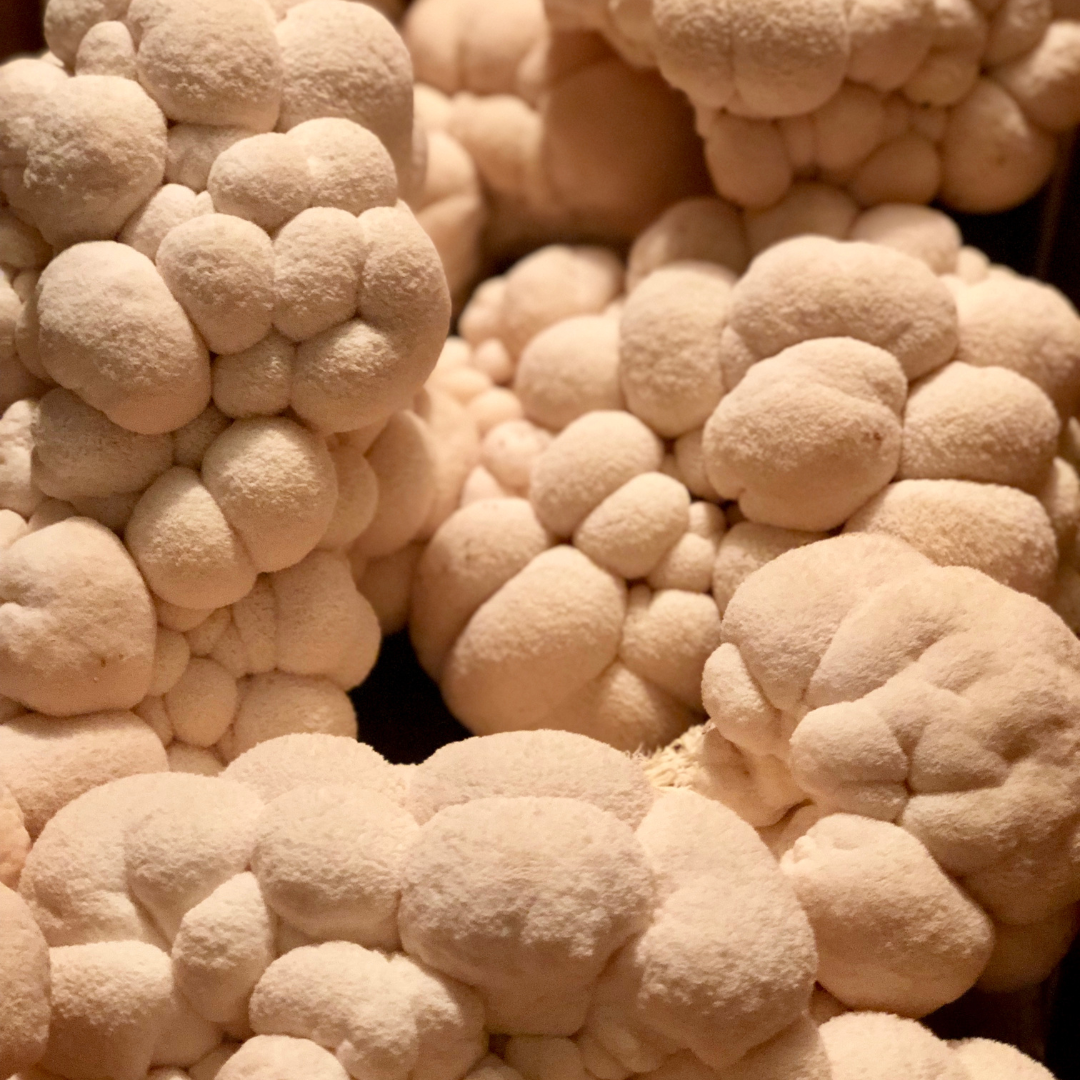 Fresh Lion's Mane Mushrooms