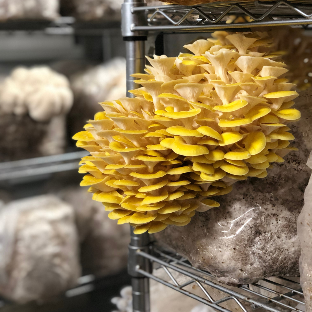 Fresh Golden Pluerotus Mushrooms
