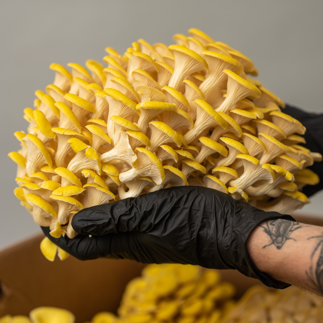 Fresh Golden Pluerotus Mushrooms