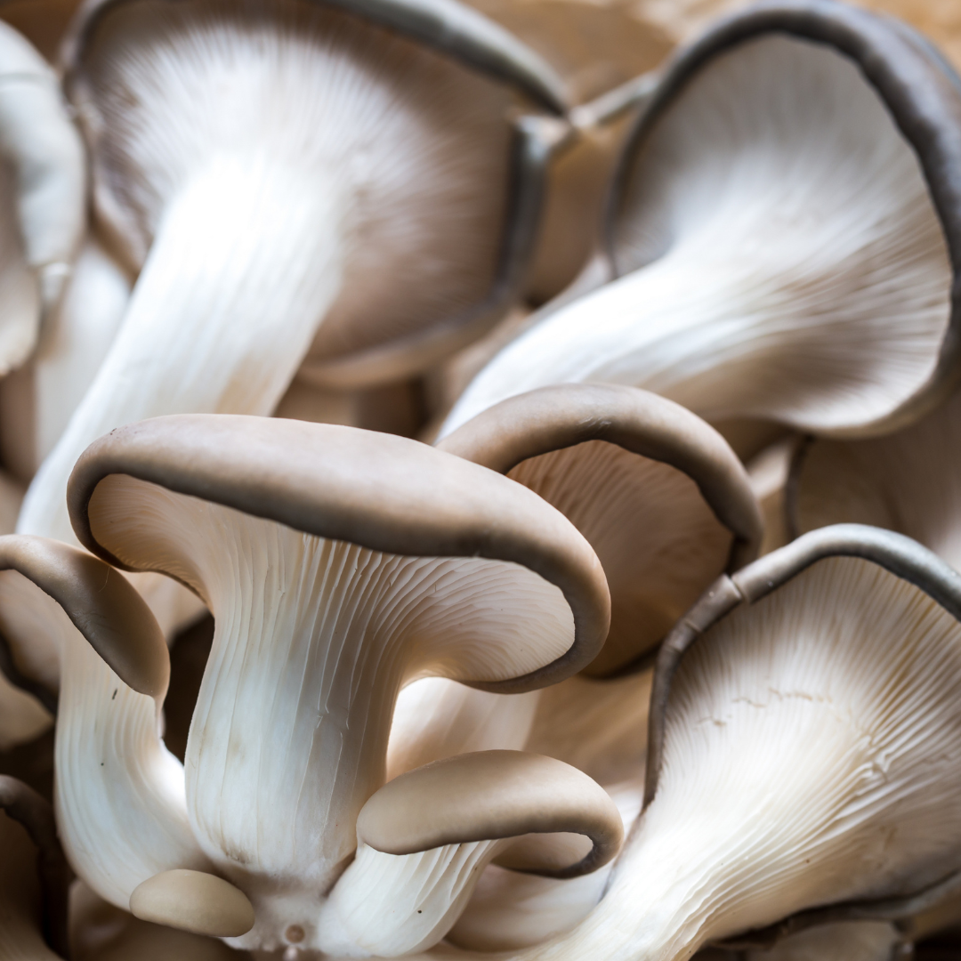 Fresh Blue Oyster Mushrooms