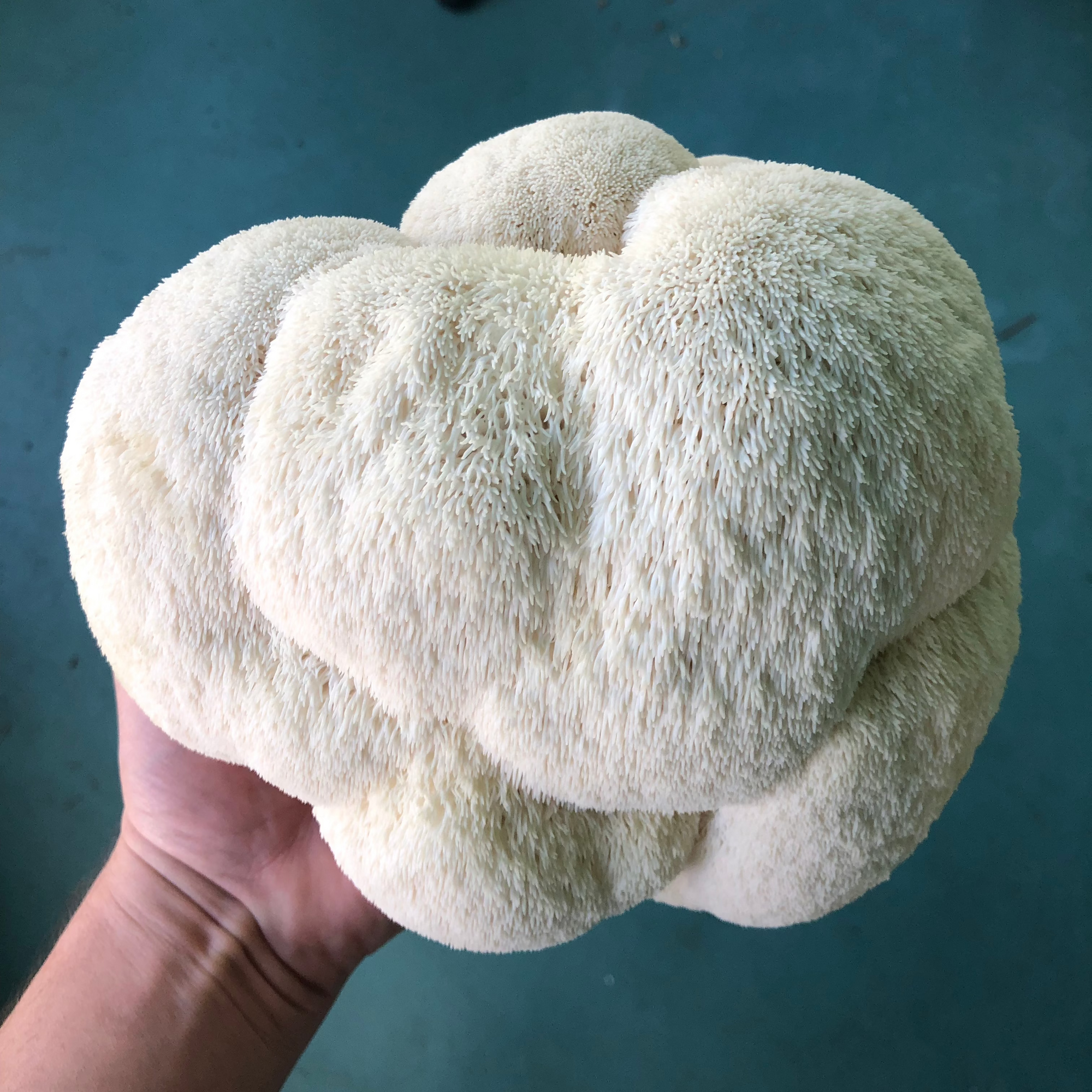 Fresh Lion's Mane Mushrooms