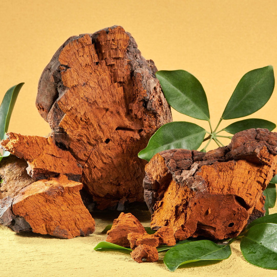 Chaga Sclerotia Powder