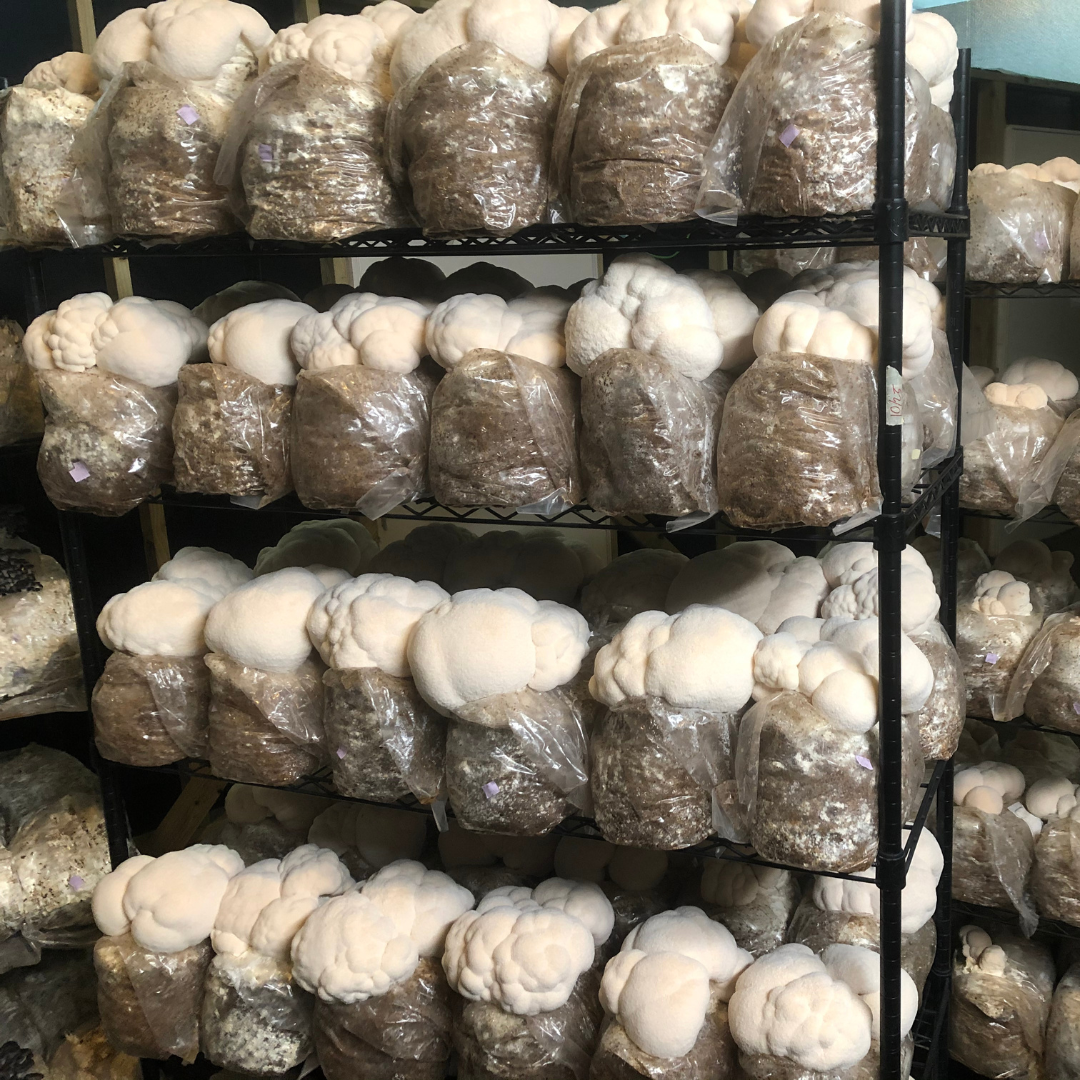 Fresh Lion's Mane Mushrooms